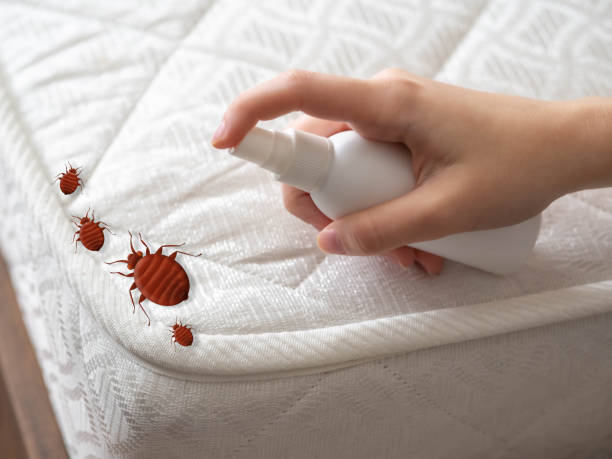 Best Affordable Pest Control Services  in South Valley, NM