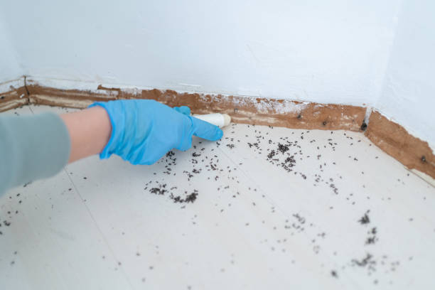 Wasp Removal Services in South Valley, NM